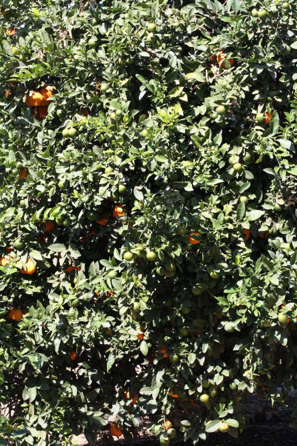            Habit (Riverside, CA)   